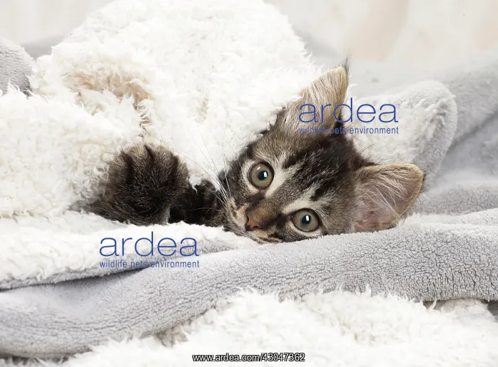  : Domestic Cat kitten in blankets