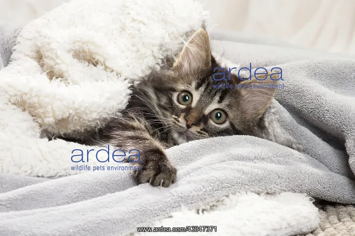  : Domestic Cat kitten in blankets