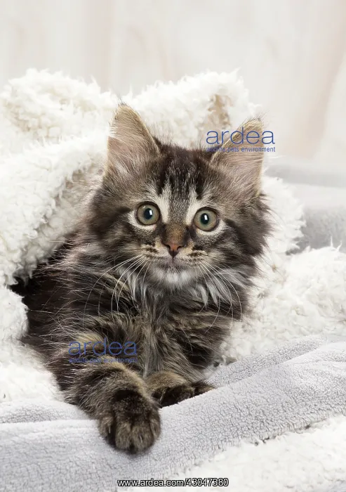 : Domestic Cat kitten in blankets
