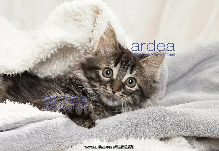  : Domestic Cat kitten in blankets