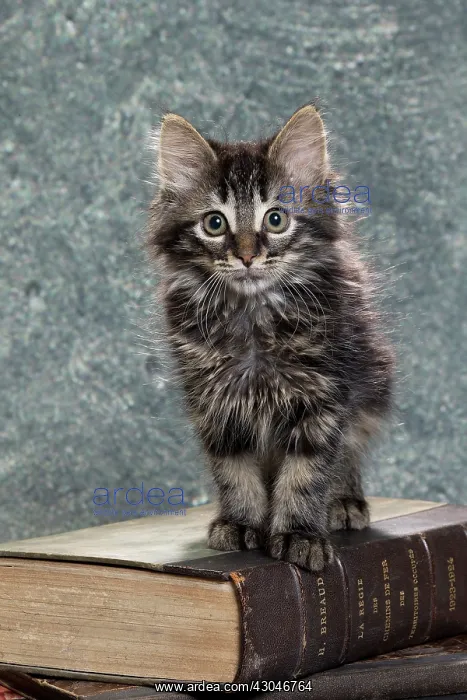  : Domestic Cat kitten with book