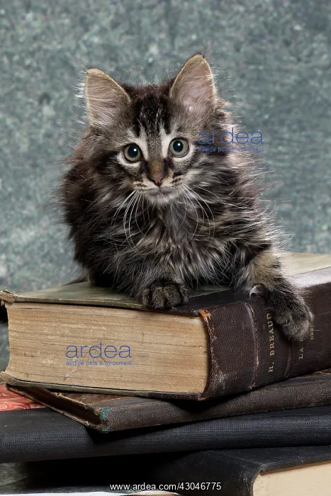  : Domestic Cat kitten with book