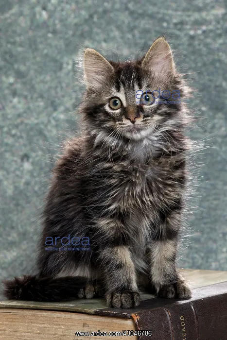  : Domestic Cat kitten with book
