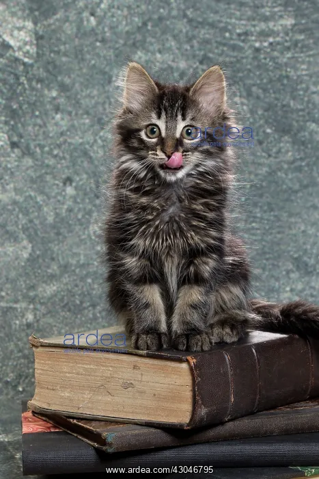  : Domestic Cat kitten with book