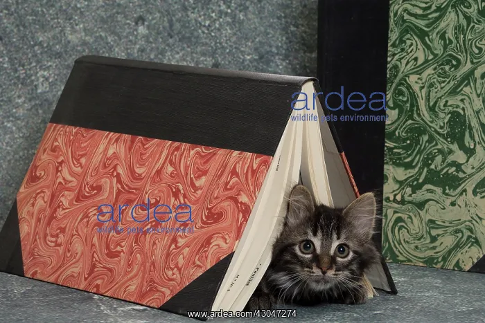 : Domestic Cat kitten with book