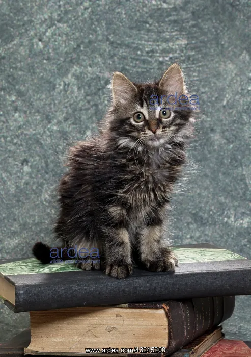  : Domestic Cat kitten with book