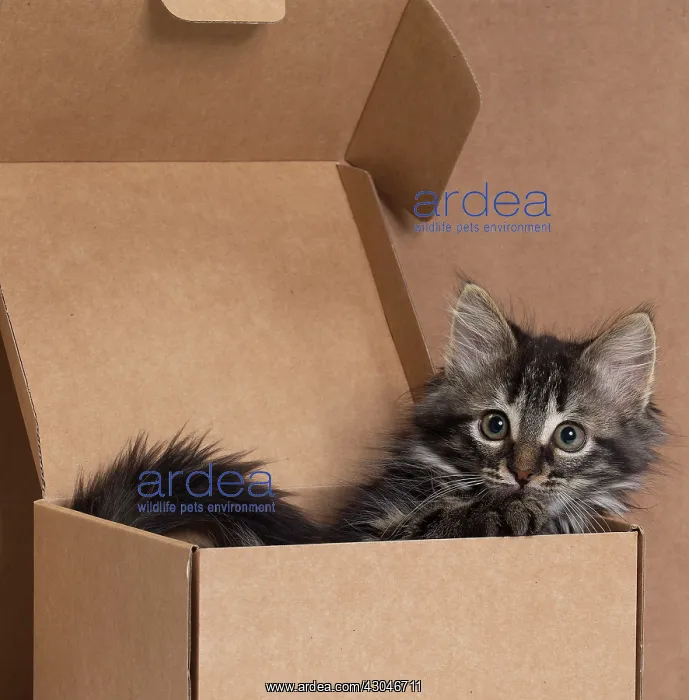  : Domestic Cat kitten in cardboard box