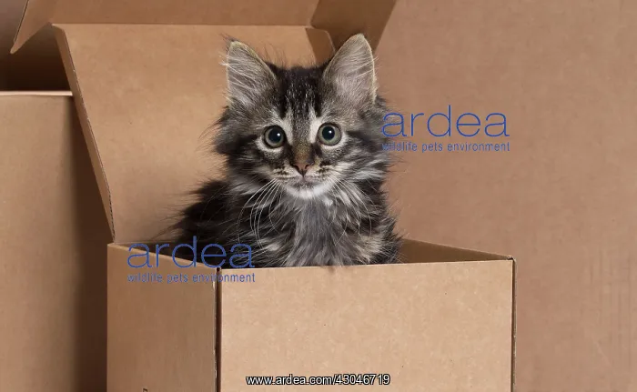  : Domestic Cat kitten in cardboard box