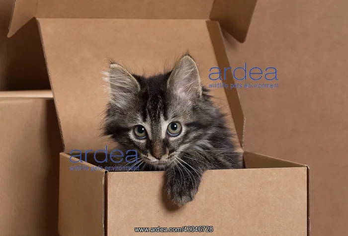  : Domestic Cat kitten in cardboard box