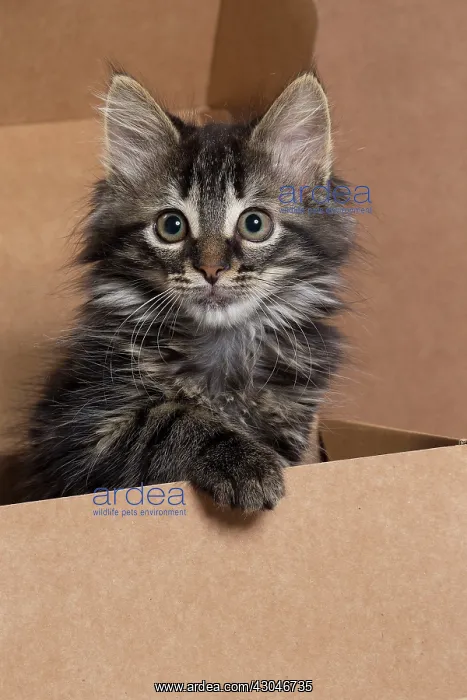  : Domestic Cat kitten in cardboard box