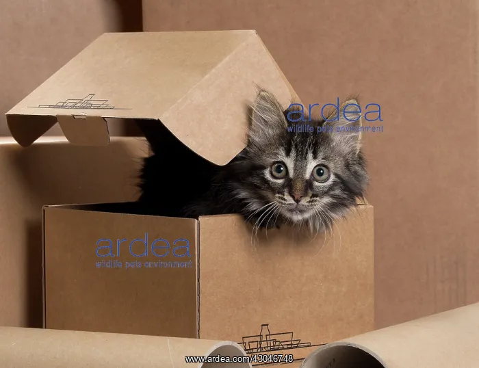  : Domestic Cat kitten in cardboard box