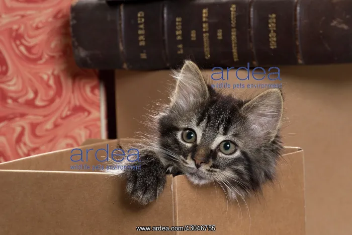  : Domestic Cat kitten in cardboard box