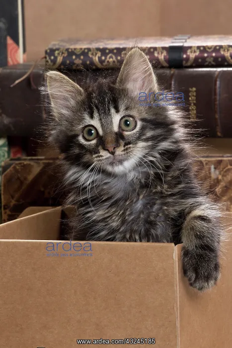  : Domestic Cat kitten in cardboard box