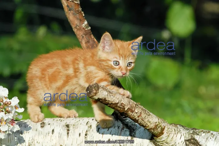 : Domestic cat, kitten climbing over a birch log : Domestic cat, kitten climbing over a birch log
