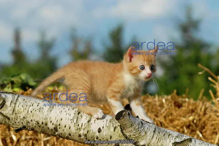 : Domestic cat, kitten climbing on a birch log : Domestic cat, kitten climbing on a birch log