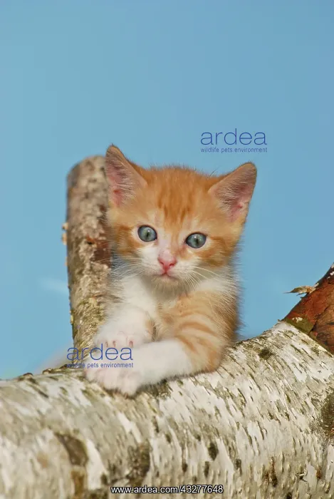 : Domestic cat, kitten climbing on a birch log : Domestic cat, kitten climbing on a birch log