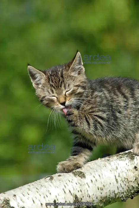: Domestic cat, kitten climbing on a birch log : Domestic cat, kitten climbing on a birch log