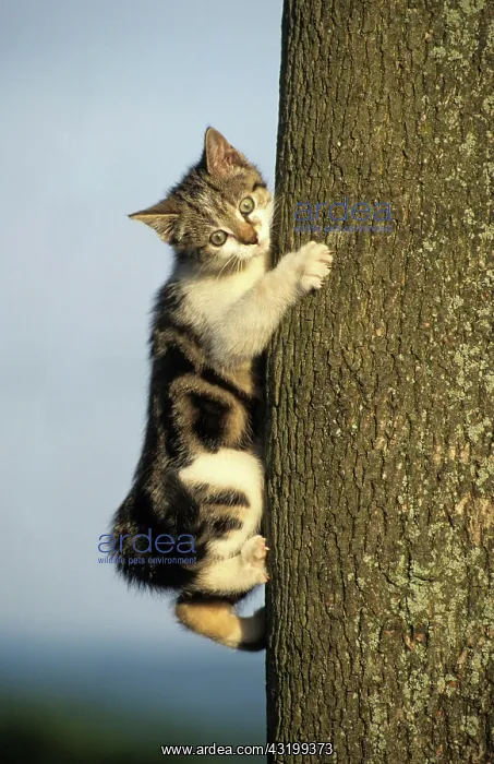 : Domestic cat, kitten, climbing a tree Hauskatze : Domestic cat, kitten, climbing a tree Hauskatze