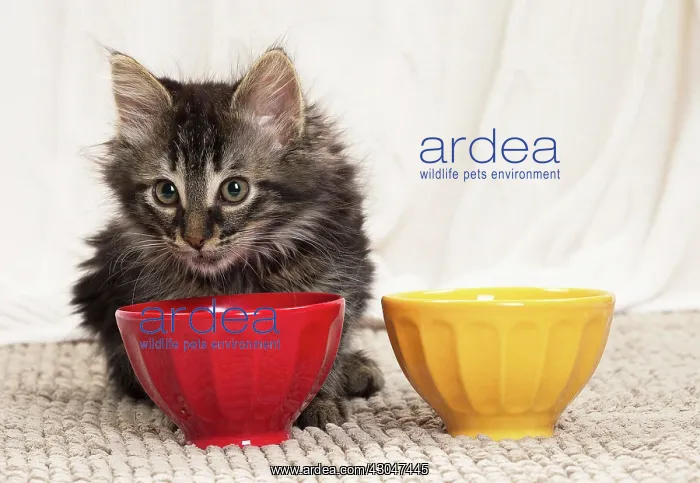 : Domestic Cat kitten eating