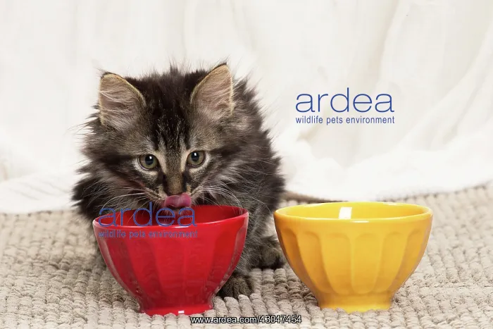  : Domestic Cat kitten eating
