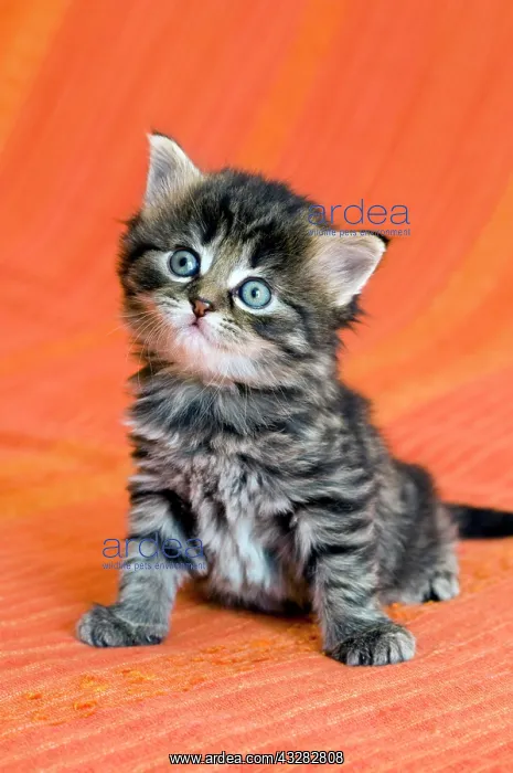: Domestic cat, kitten Hauskatze, Telfs, Tirol, &, xd6;sterreic : Domestic cat, kitten Hauskatze, Telfs, Tirol, &, xd6;sterreic