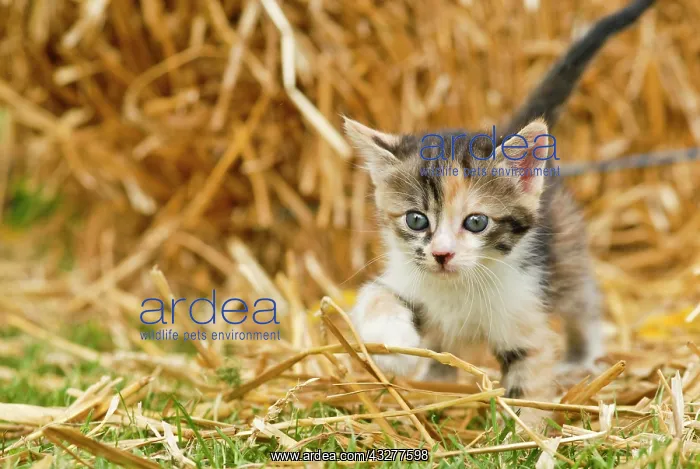 : Domestic cat, kitten in the hay : Domestic cat, kitten in the hay