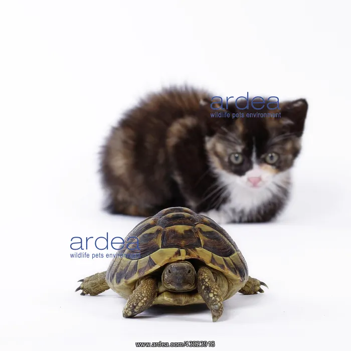 : Domestic Cat kitten with Hermann's Tortoise : Domestic Cat kitten with Hermann's Tortoise