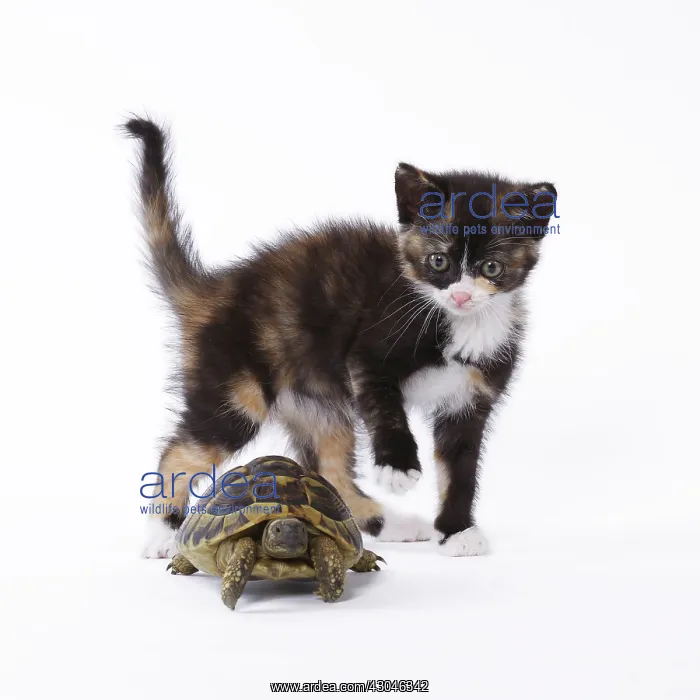 : Domestic Cat kitten with Hermann's Tortoise : Domestic Cat kitten with Hermann's Tortoise