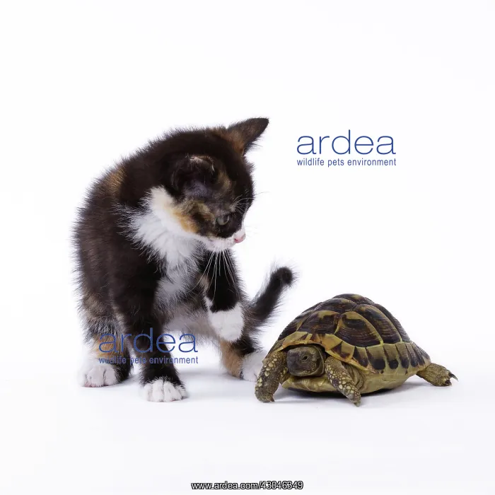 : Domestic Cat kitten with Hermann's Tortoise : Domestic Cat kitten with Hermann's Tortoise