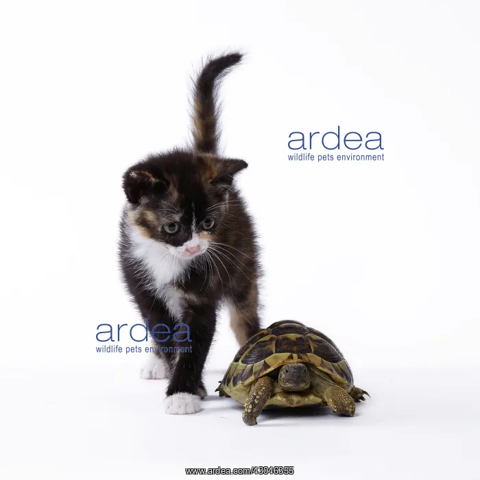 : Domestic Cat kitten with Hermann's Tortoise : Domestic Cat kitten with Hermann's Tortoise