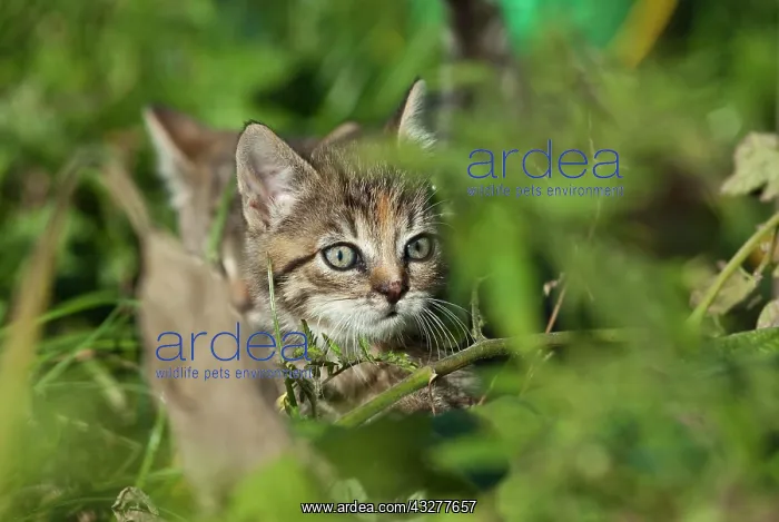 : Domestic cat, kitten hiding in the bushes : Domestic cat, kitten hiding in the bushes