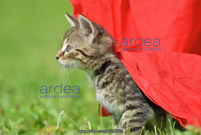 : Domestic cat, kitten hiding under a cover in the : Domestic cat, kitten hiding under a cover in the