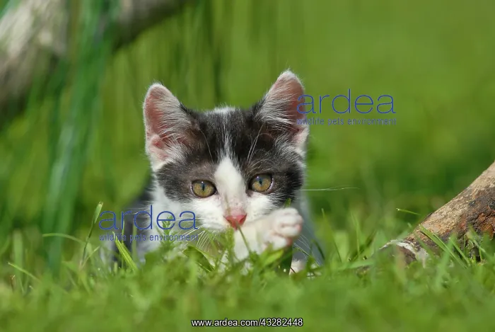 : Domestic cat, kitten lying in the grass : Domestic cat, kitten lying in the grass