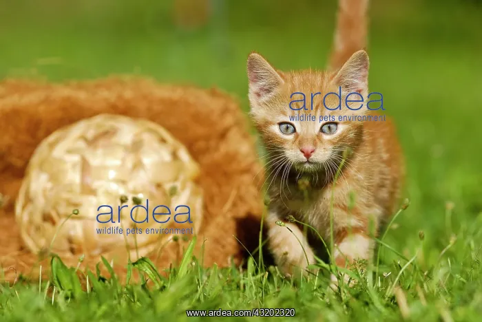 : Domestic cat, kitten in a meadow with a woven ball : Domestic cat, kitten in a meadow with a woven ball