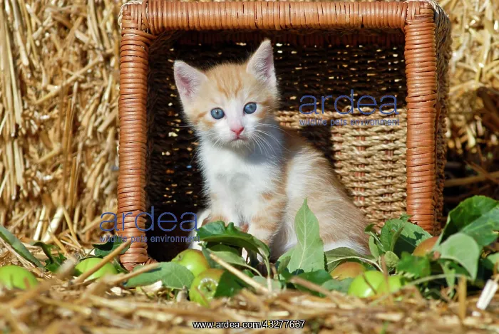 : Domestic cat, kitten in an overturned wicker basket : Domestic cat, kitten in an overturned wicker basket