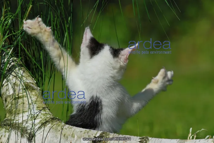 : Domestic cat, kitten with its front paws up in the : Domestic cat, kitten with its front paws up in the