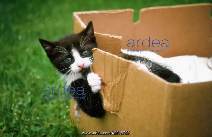  : Domestic Cat - kitten playing in cardboard box