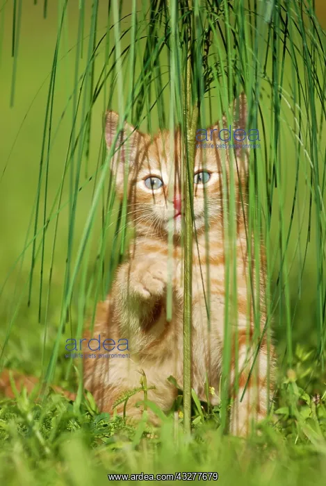 : Domestic cat, kitten playing with ornamental grass : Domestic cat, kitten playing with ornamental grass