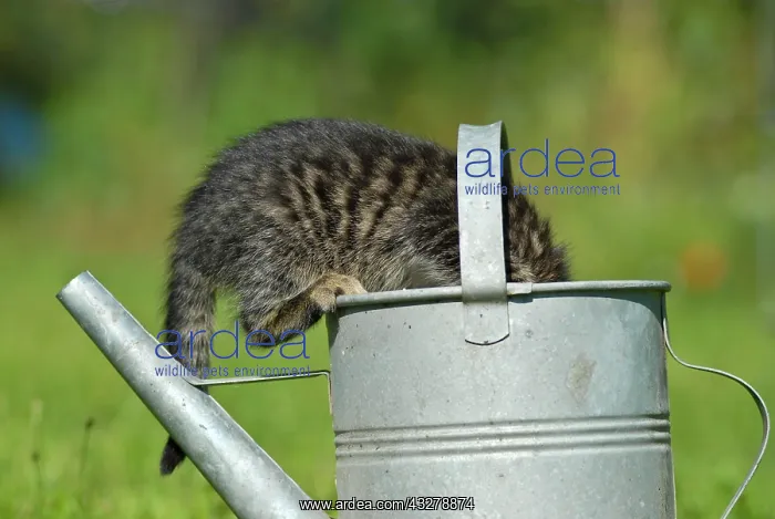 : Domestic cat, kitten playing with a watering can : Domestic cat, kitten playing with a watering can