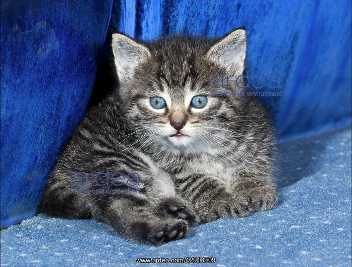 : Domestic Cat - kitten resting on carpet : Domestic Cat - kitten resting on carpet