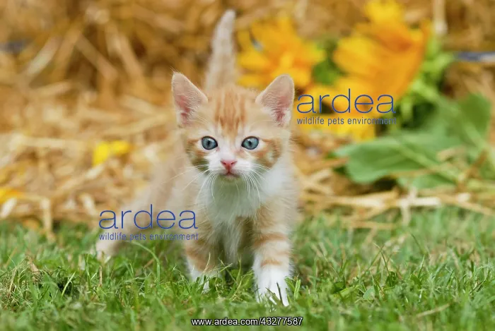 : Domestic cat, kitten running over a meadow : Domestic cat, kitten running over a meadow