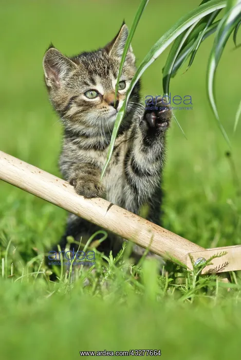 : Domestic cat, kitten scratching at a plant : Domestic cat, kitten scratching at a plant