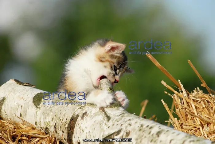: Domestic cat, kitten sitting on a birch log : Domestic cat, kitten sitting on a birch log