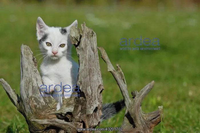 : Domestic cat, kitten sitting on a root : Domestic cat, kitten sitting on a root