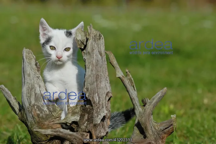 : Domestic cat, kitten sitting on a root : Domestic cat, kitten sitting on a root