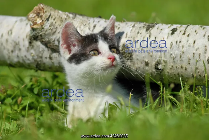 : Domestic cat, kitten squatting under a birch log : Domestic cat, kitten squatting under a birch log