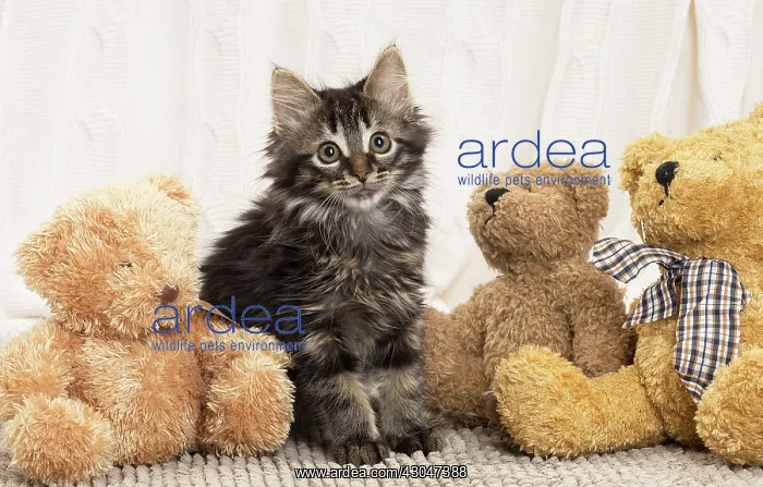  : Domestic Cat kitten with teddy bears
