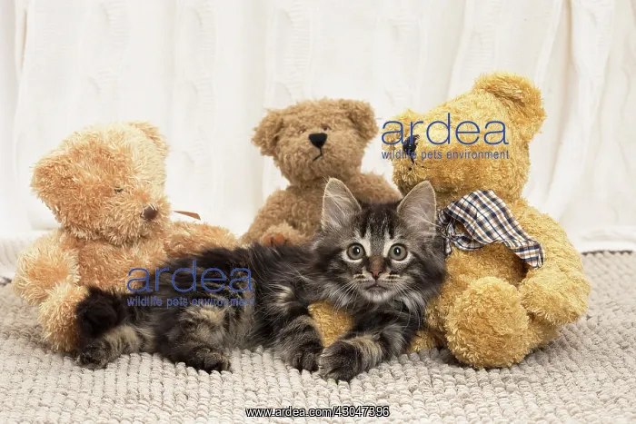  : Domestic Cat kitten with teddy bears