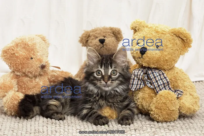  : Domestic Cat kitten with teddy bears