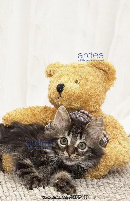  : Domestic Cat kitten with teddy bears